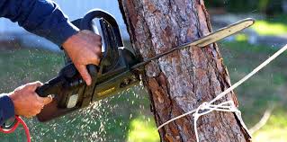 Best Utility Line Clearance  in Brenham, TX