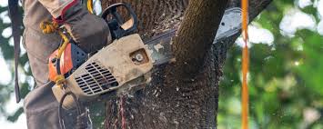 Best Tree and Shrub Care  in Brenham, TX