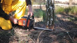 Best Tree Health Inspection  in Brenham, TX