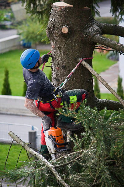 How Our Tree Care Process Works  in  Brenham, TX