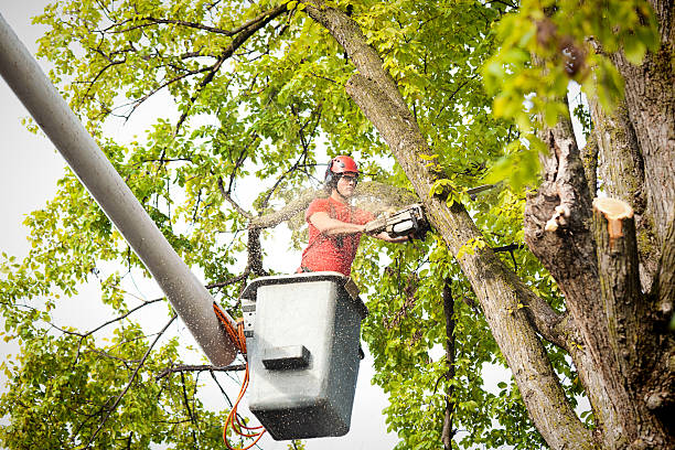 Brenham, TX Tree Services Company