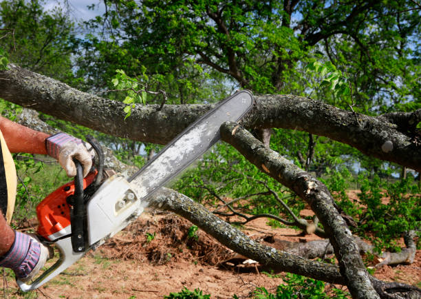 Best Lawn Drainage Solutions  in Brenham, TX